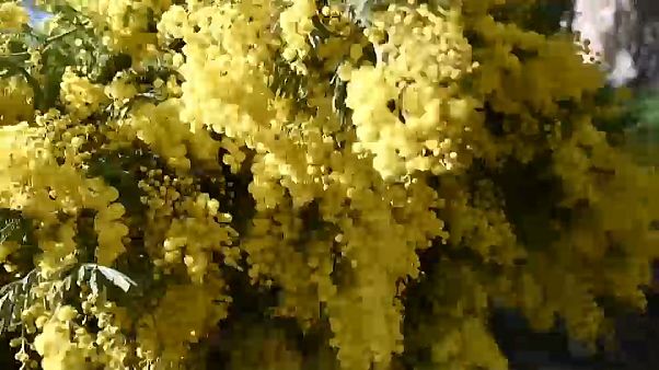 Klimawandel: Mimosen blühen viel zu früh Klimawandel: Mimosen blühen viel zu früh