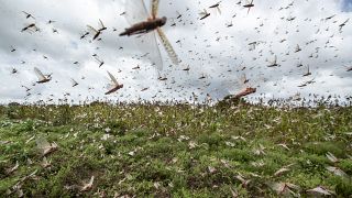 Farmers fight back - locust swarms harvested for animal feed