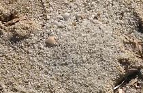السلطات الإيطالية تسترجع 600 كيلوغرام من الرمال البيضاء المسروقة