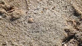 600 kg de sable restitués à une plage de Sardaigne