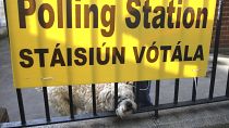A dog waits for his owner as voting gets under way in the general election in Dublin, Ireland, Saturday, Feb. 8, 2020