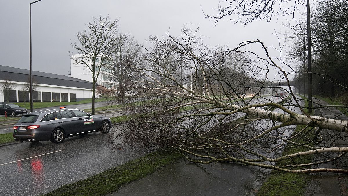 Fırtına ve sel Avrupa'da hayatı felç etti. Danimarka'da ağaçların üstüne devrilen ağaç.