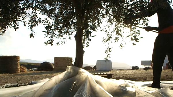 À Chypre, deux associés issus de chaque côté de l'île font vivre un projet bicommunautaire À Chypre, deux associés issus de chaque côté de l'île font vivre un projet bicommunautaire