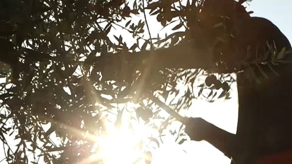 "Aceite para la paz" una empresa para la conciliación en Chipre "Aceite para la paz" una empresa para la conciliación en Chipre