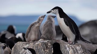 A Chinstrap Penguin colony on Penguin Island.