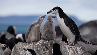 A Chinstrap Penguin colony on Penguin Island. 