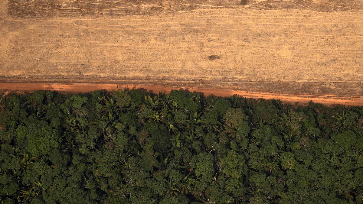 Kétszer annyi esőerdőt vágtak ki januárban Brazíliában, mint egy évvel korábban