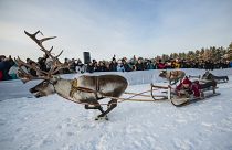Tolldreistes Rentierrennen am Polarkreis