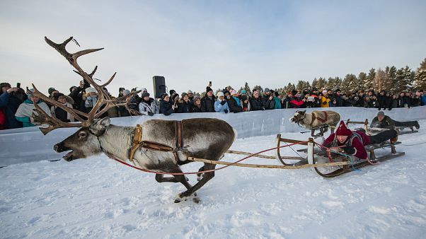 Tolldreistes Rentierrennen am Polarkreis Tolldreistes Rentierrennen am Polarkreis