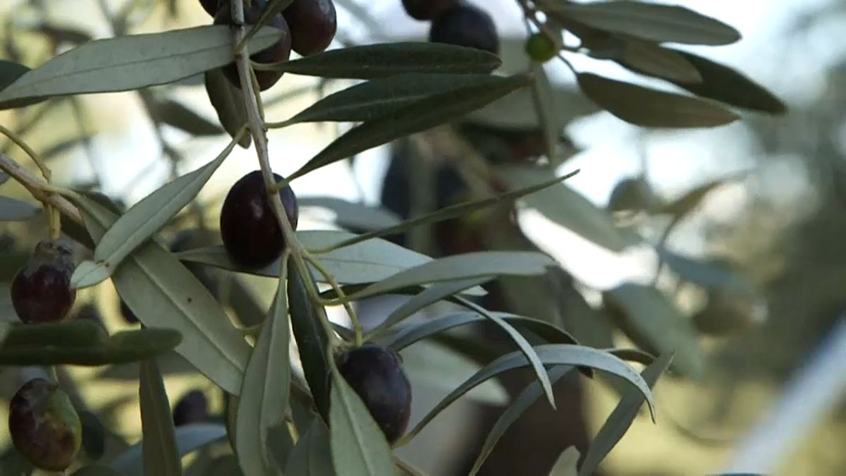 Colive Oil Cyprus olive groves 