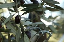Colive Oil Cyprus olive groves 