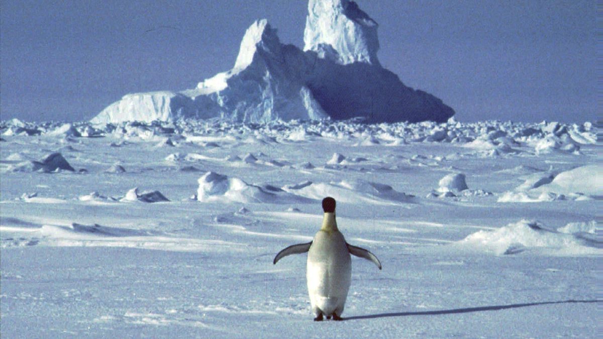 In this undated file photo, a lonely penguin appears in Antarctica during the southern hemisphere's summer season. 