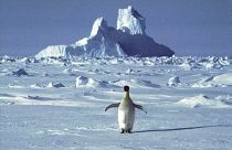 Δραματική μείωση των πιγκουίνων της Ανταρκτικής