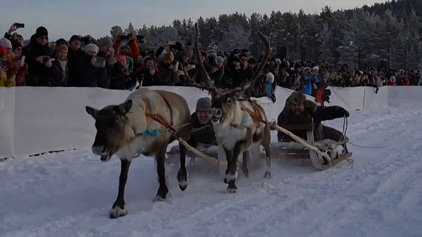 Приз за победу — оленьи рога Приз за победу — оленьи рога