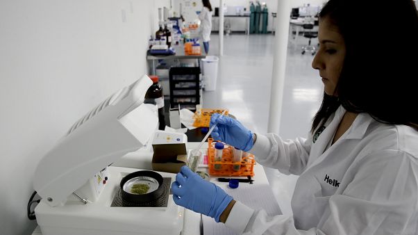 FILE PHOTO: Helke Criado runs tests on a marijuana sample at Cannalysis, a cannabis testing laboratory, in Santa Ana, Calif. FILE PHOTO: Helke Criado runs tests on a marijuana sample at Cannalysis, a cannabis testing laboratory, in Santa Ana, Calif.