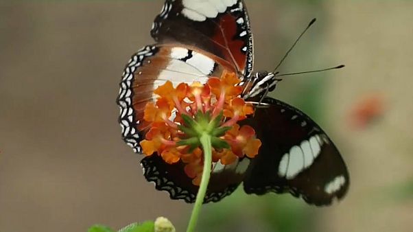 papillon papillon
