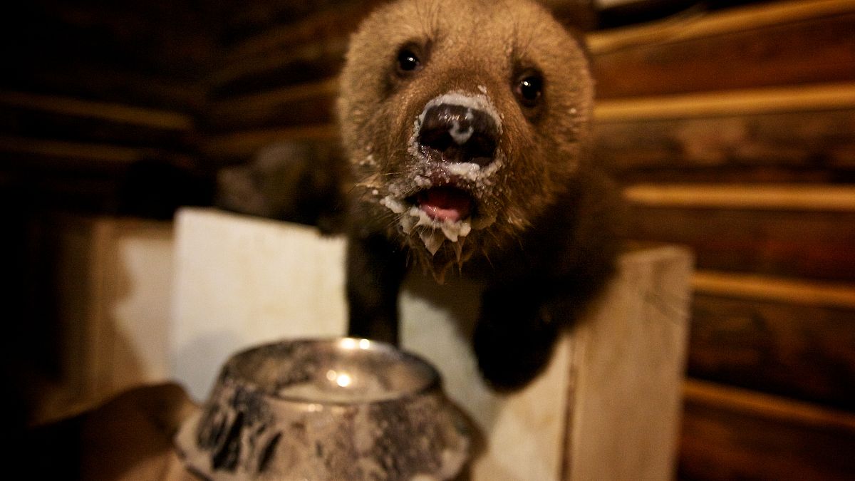Elárvult medvekölyköket mentettek egy orosz állatközpontban