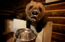 Elárvult medvekölyköket mentettek egy orosz állatközpontban