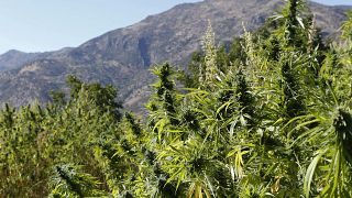 Culture de cannabis près du village de Ketama au nord du Maroc - septembre 2014