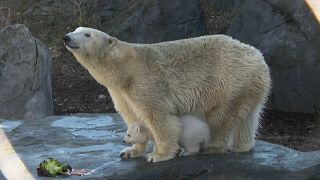 Eisbär-Baby im Wiener Zoo: Flauschiges Fellbündel erkundet die Welt