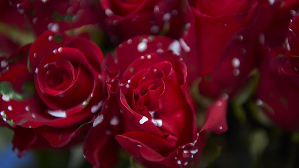 Saint-Valentin : fleurs sous surveillance en Colombie à cause du narcotrafic