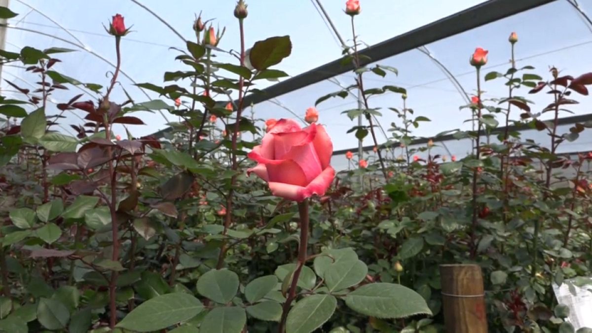 Rosa producida en Colombia