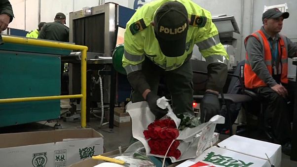 Zum Valentinstag: Drogen durch die Blume – wie Kolumbien versucht, Export-Sträuße sauber zu halten Zum Valentinstag: Drogen durch die Blume – wie Kolumbien versucht, Export-Sträuße sauber zu halten