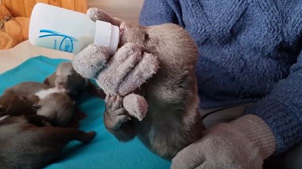 Осиротевший медвежонок Маша и ее приятели Осиротевший медвежонок Маша и ее приятели
