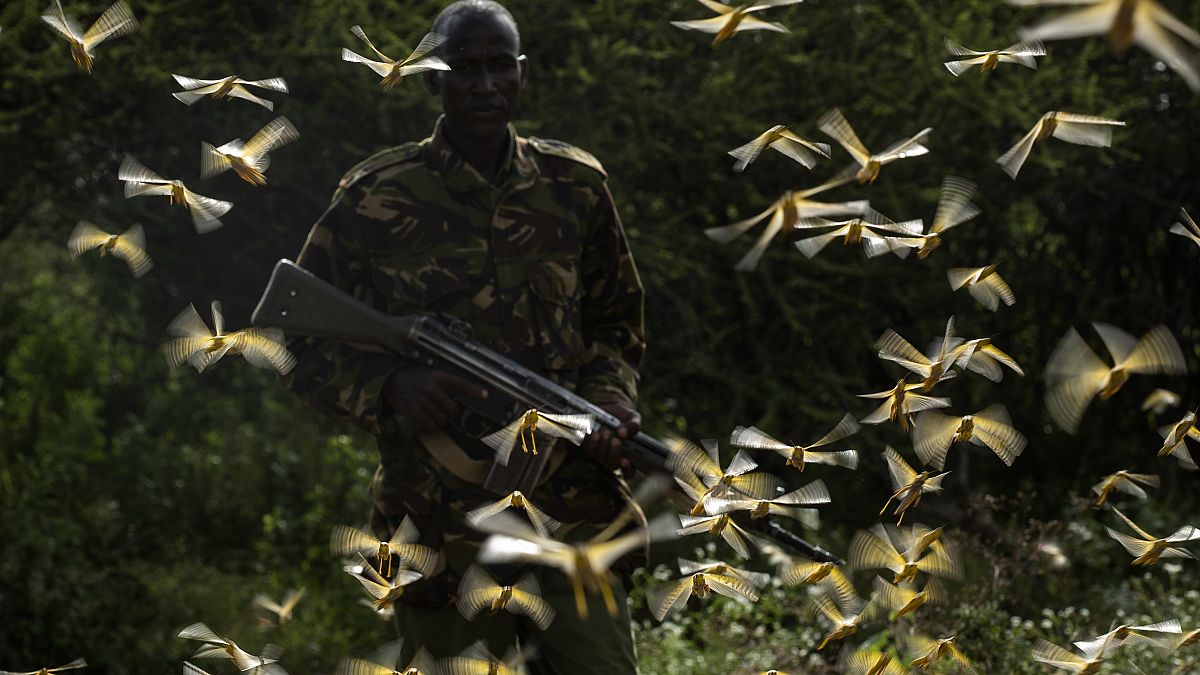 Ranger Gabriel Lesoipa is surrounded by desert locusts as he relays the coordinates of the swarm to a plane spraying pesticides, Nasuulu Conservancy, Kenya, Feb. 1, 2020, 