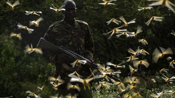Ranger Gabriel Lesoipa is surrounded by desert locusts as he relays the coordinates of the swarm to a plane spraying pesticides, Nasuulu Conservancy, Kenya, Feb. 1, 2020, Ranger Gabriel Lesoipa is surrounded by desert locusts as he relays the coordinates of the swarm to a plane spraying pesticides, Nasuulu Conservancy, Kenya, Feb. 1, 2020,