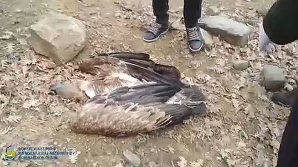 Μεσολόγγι: Βρέθηκαν έντεκα δηλητηριασμένα όρνια Μεσολόγγι: Βρέθηκαν έντεκα δηλητηριασμένα όρνια
