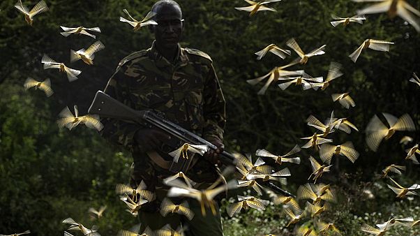 Çekirgeler, Kenya Çekirgeler, Kenya