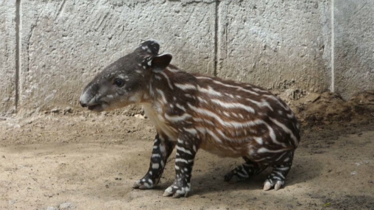 Valentina, la tapir que enamora 