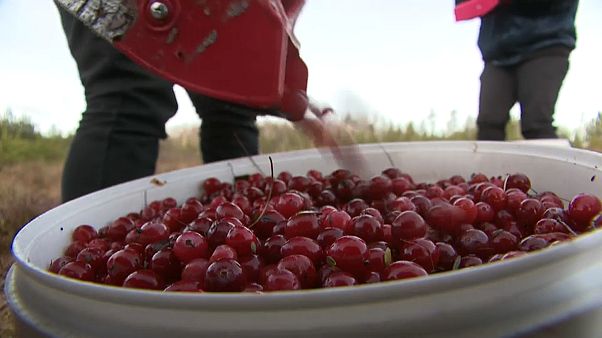 Lettland: Cranberries pflücken statt Skifahren Lettland: Cranberries pflücken statt Skifahren