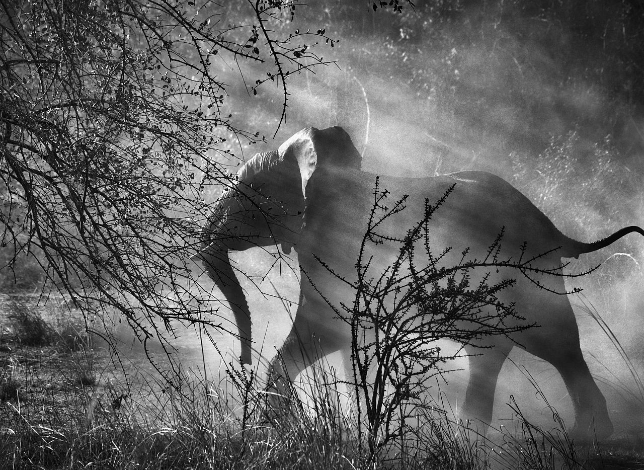 © Sebastião SALGADO / Amazonas images