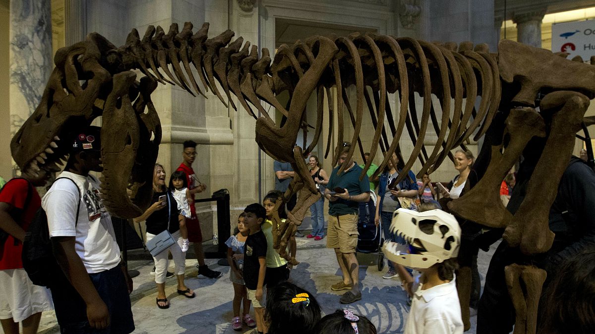 الأرجنتين: علماء يكتشفون بقايا نوع جديد من الديناصورات الصغيرة