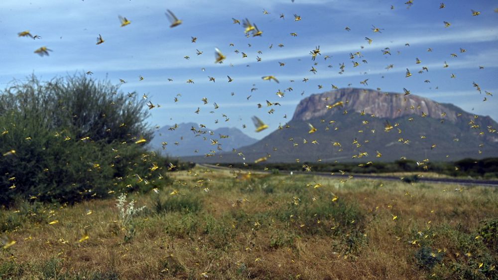 Invasion de criquets pèlerins en Afrique de l'Est