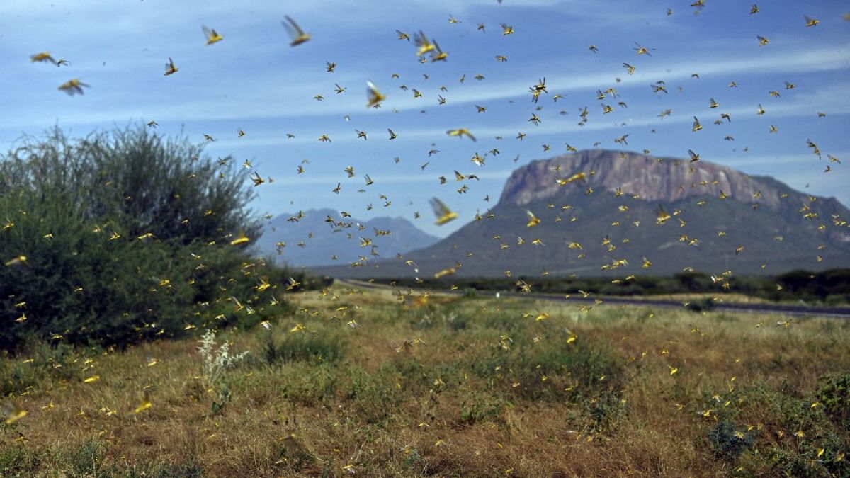 Las langostas salen de la vegetación del suelo cuando la gente se acerca a la aldea de Lerata, a 300 kilómetros al norte de la capital de Kenia, Nairobi