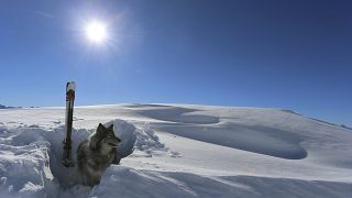A Tignes, les entraînements sont intensifs pour les chiens d'avalanche