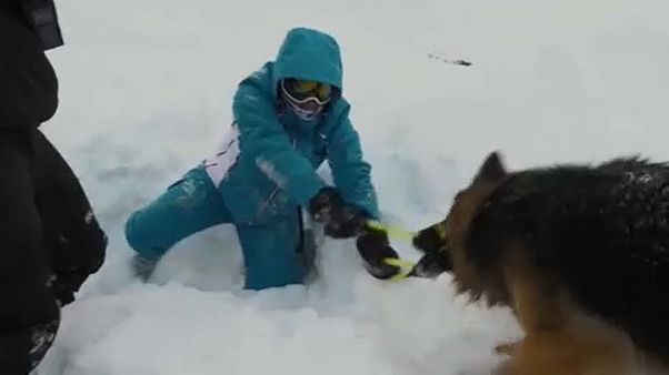 Γαλλικές Άλπεις: Ασκήσεις με σκύλους διάσωσης Γαλλικές Άλπεις: Ασκήσεις με σκύλους διάσωσης