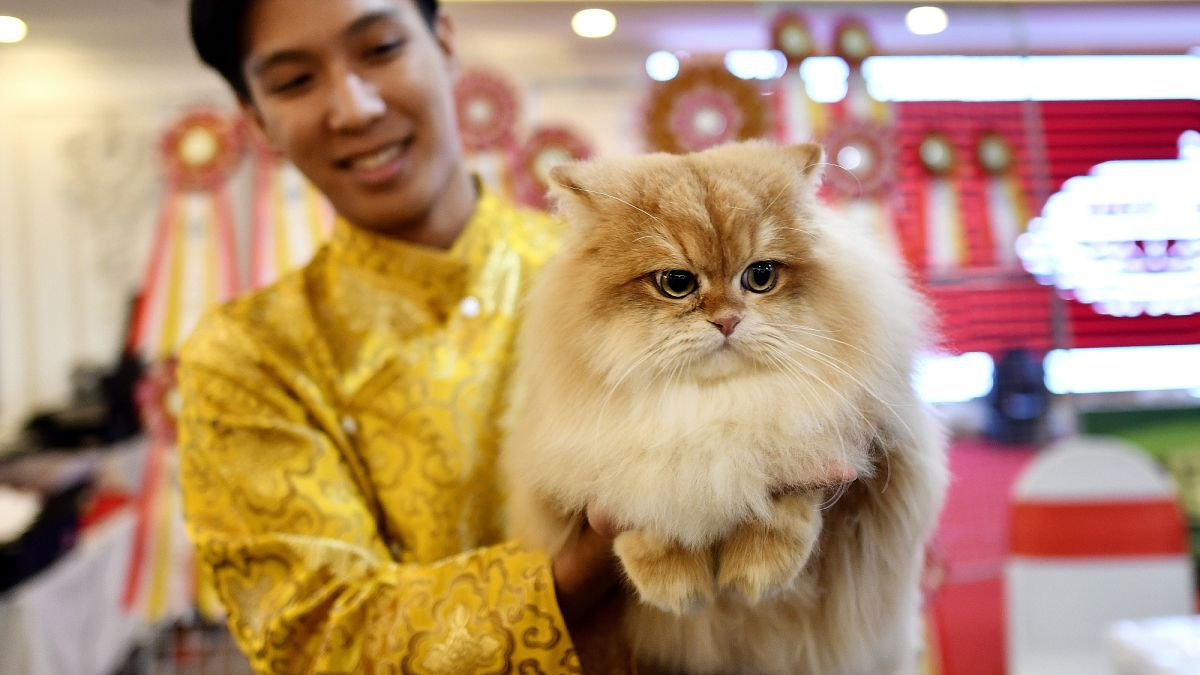 شاهد: أول مهرجان للقطط في فيتنام 