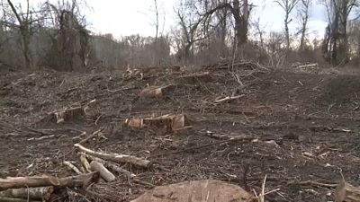 Trotz EU-Naturschutz: 90 Jahre alter Wald abgeholzt
