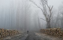 Hungary's National Water Directorate cut down parts of a floodplain forest near Tiszaug in January 2020.