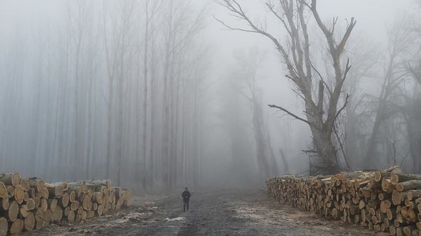 Hungary's National Water Directorate cut down parts of a floodplain forest near Tiszaug in January 2020. Hungary's National Water Directorate cut down parts of a floodplain forest near Tiszaug in January 2020.