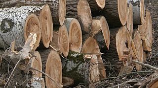 Ungheria: abbattuti gli alberi di un'area protetta