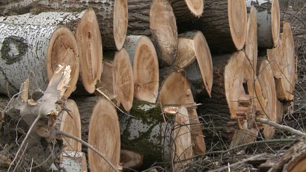 En Hongrie, une forêt centenaire protégée est rasée pour éviter les inondations En Hongrie, une forêt centenaire protégée est rasée pour éviter les inondations