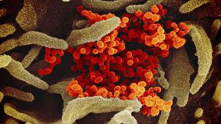 Un traitement contre la malaria pourrait permettre de lutter contre le coronavirus