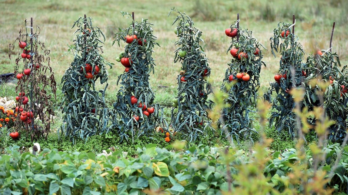 Archives : des tomates, le 31 août 2017 près de Lisle-sur-Tarn dans le sud-ouest de la France.