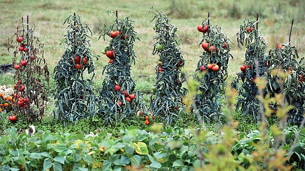 Archives : des tomates, le 31 août 2017 près de Lisle-sur-Tarn dans le sud-ouest de la France. Archives : des tomates, le 31 août 2017 près de Lisle-sur-Tarn dans le sud-ouest de la France.