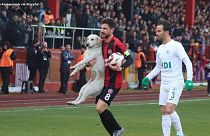 سگ بازیگوش زمین فوتبال را  به هم ریخت 